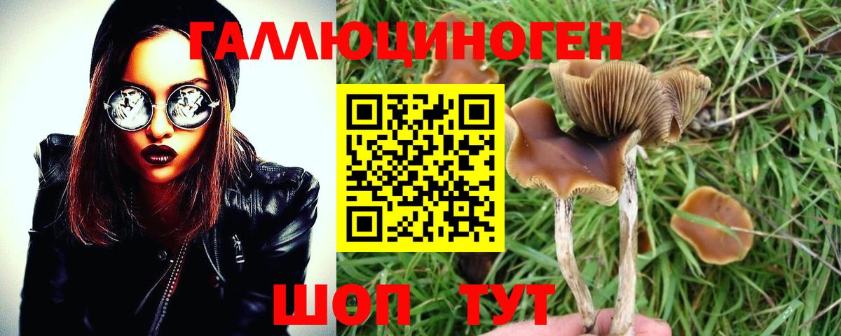Псилоцибиновые грибы Psilocybe  Вход с VPN  Псилоцибиновые грибы ЛСД  Курган 